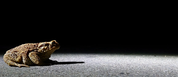 Petites Formes de Lussas